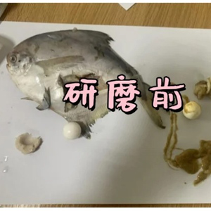 低溫環(huán)境下用冷凍研磨儀對(duì)鳊魚(yú)肉研磨實(shí)驗(yàn)|保證生物活性