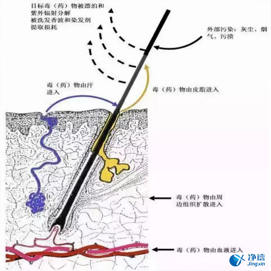 毛發(fā)毒品檢測(cè)儀來(lái)檢測(cè)毛發(fā)的步驟詳解-優(yōu)勢(shì)是什么？